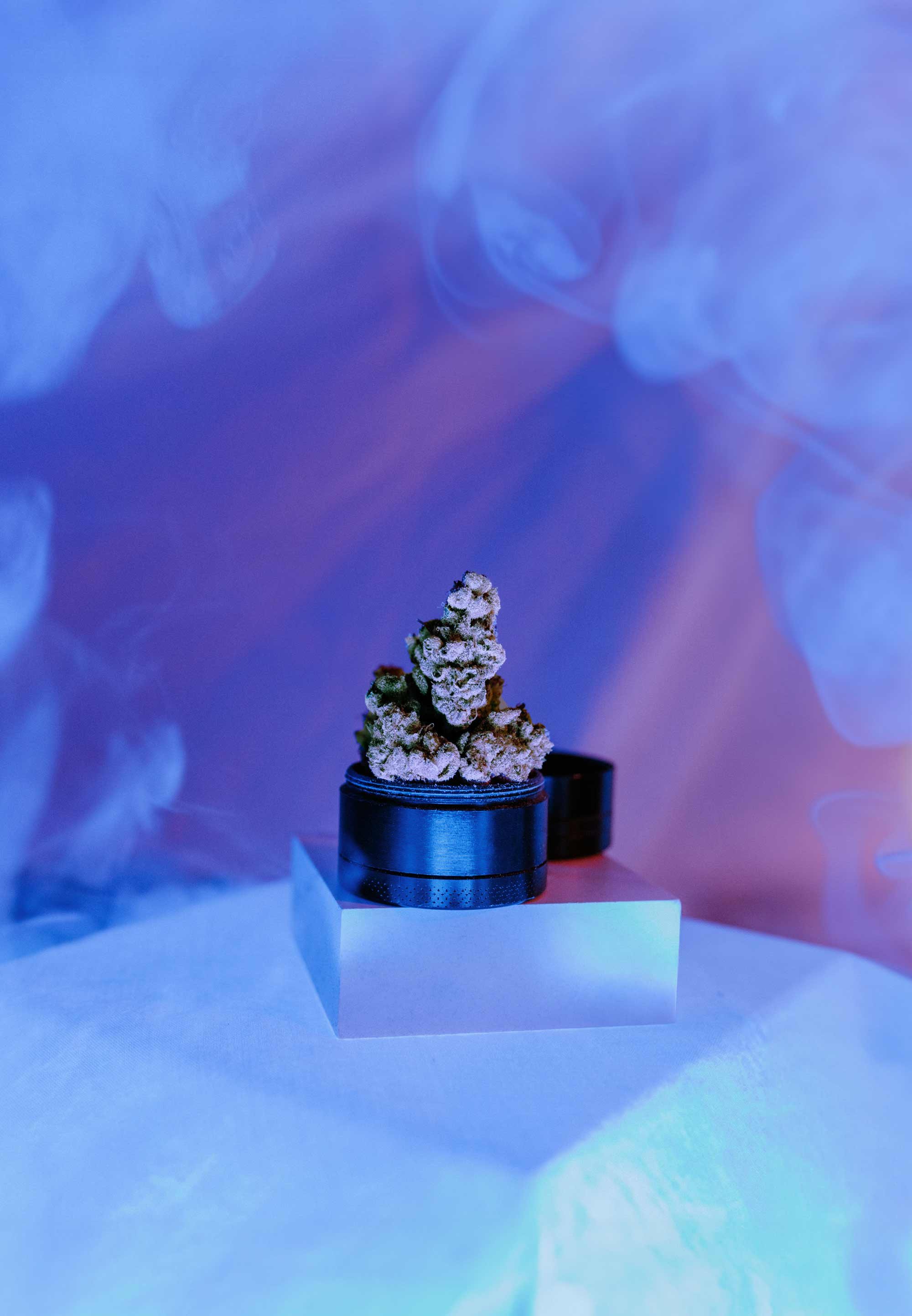 Sesh Club campaign still of cannabis flower on a plinth lit in periwinkle and cyan haze